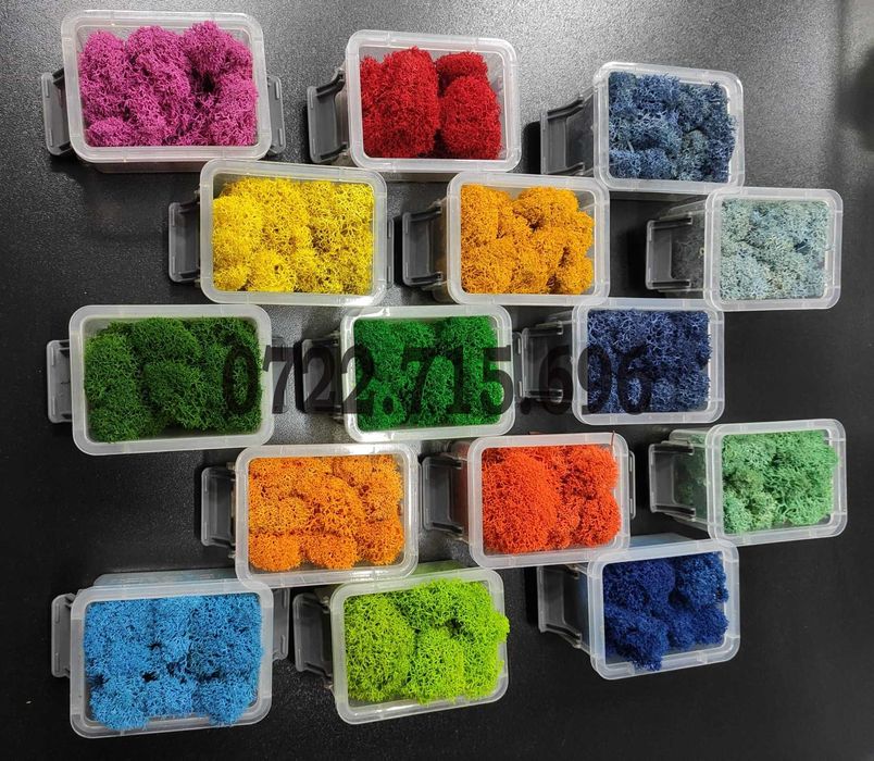 Licheni decorativi premium