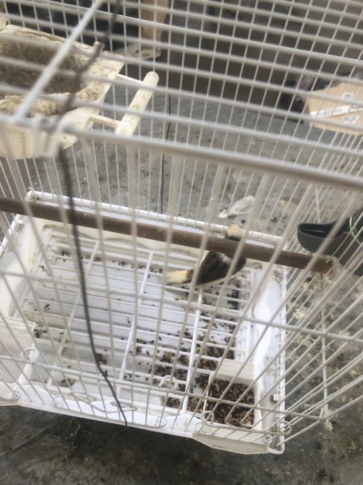 Продам  канарейку