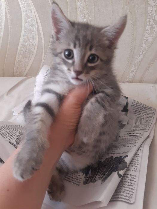 Очаровательный котёнок