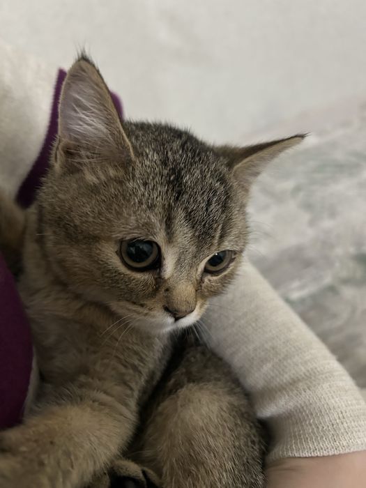 3айдан асқан мысық (қыз) 2айлық приривкасы бар. Латокка үйренген.