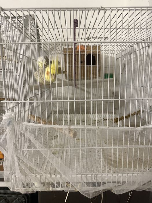 Корелла с клеткой