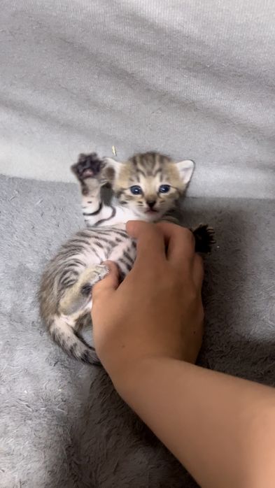 Продам милых котят