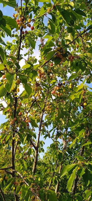 Продава се Къща в Видин, Акджамия - 56 кв.м за 1822 €/кв.м - Снимка #1