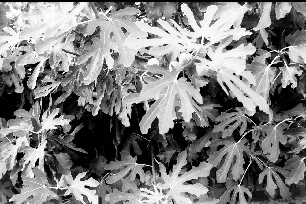 Проявяване и сканиране на 35мм,120мм черно-бели снимки