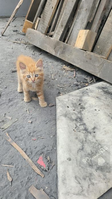 Одам котят в хорошие руки