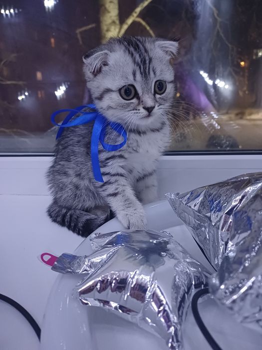 Котята скоттиш фолд