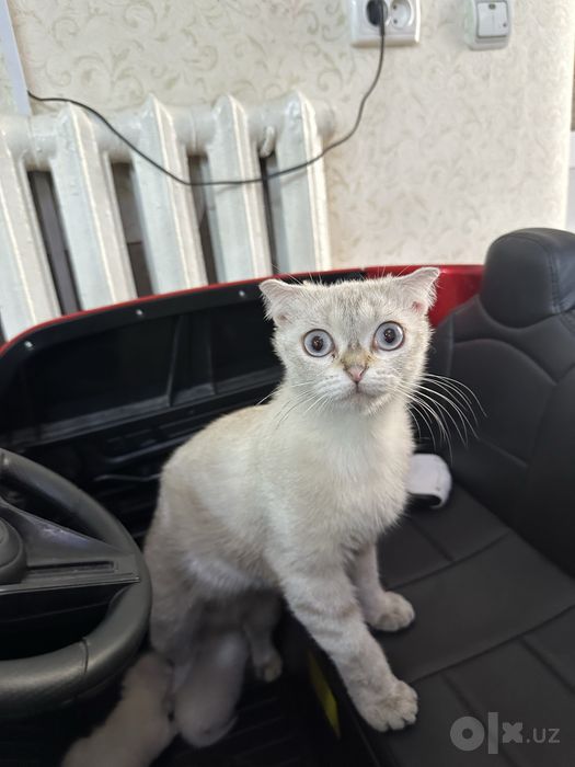 Кошка , домашняя даром