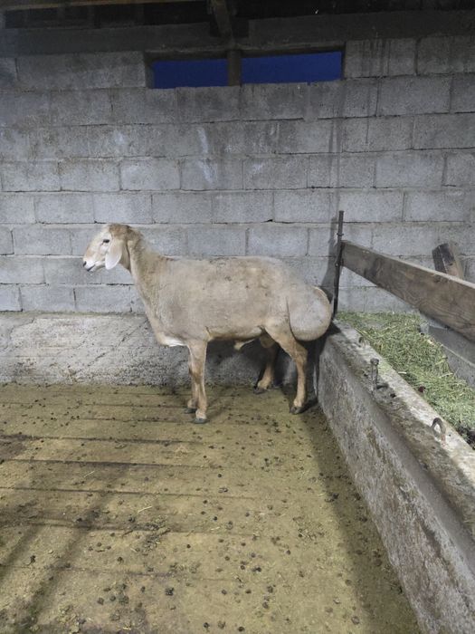 Кошкар Арашан 2х годовалый