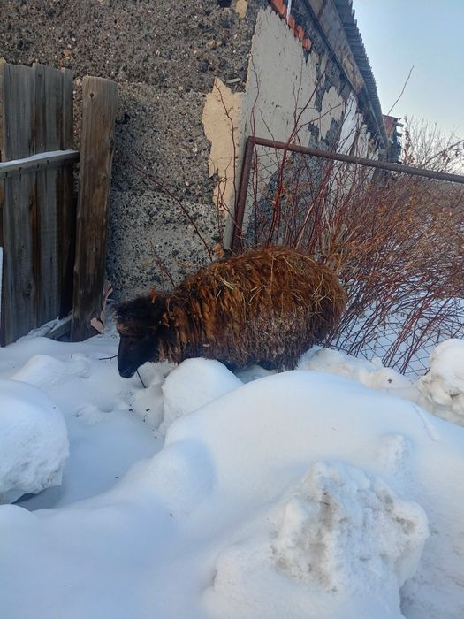 Бараны, токты, кошкарчики жирные