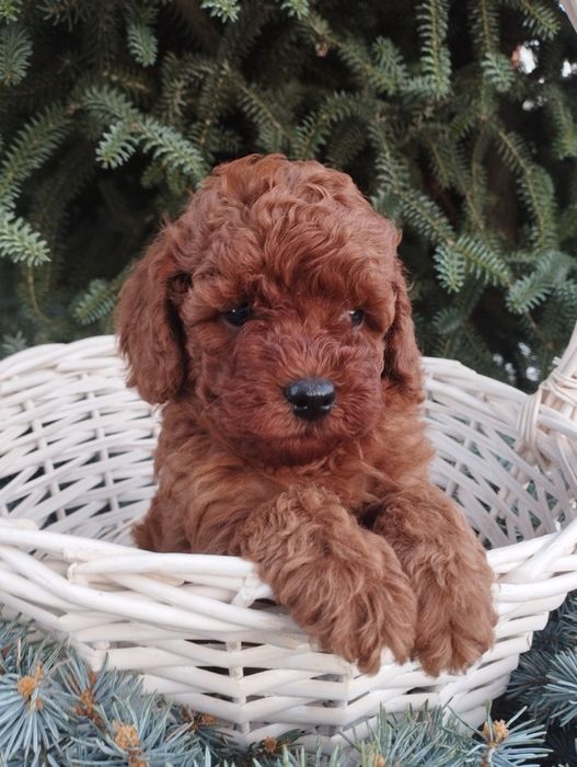 Той Пудел-poodle toy