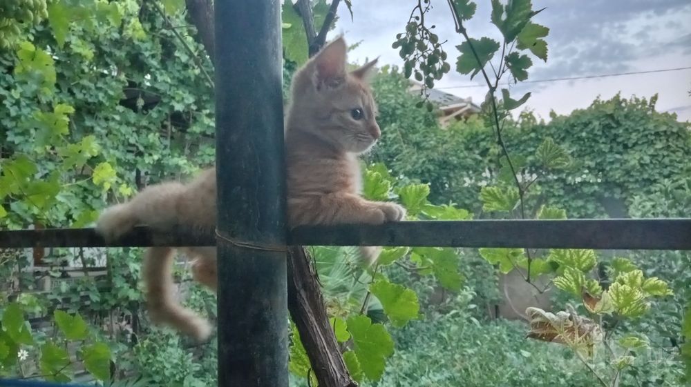 Tekinga mushuk beriladi