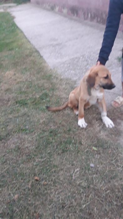 Күшік сатылады пародасы Азияд