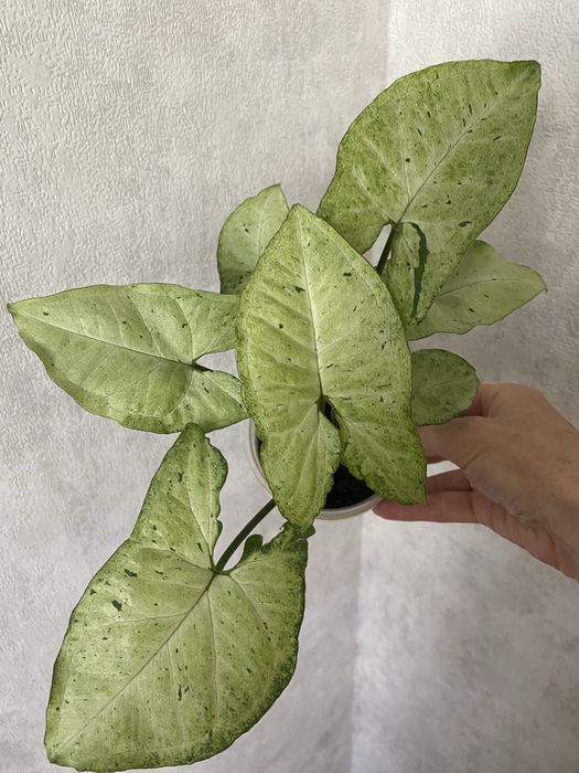 Сортовые сингониумы