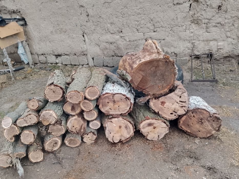 Oʻtin sotiladi Samarqand bulungur