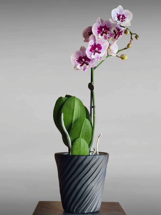 Цветущие и Отцветающие Орхидеи и Орхидея по невероятно низким ценам!!!
