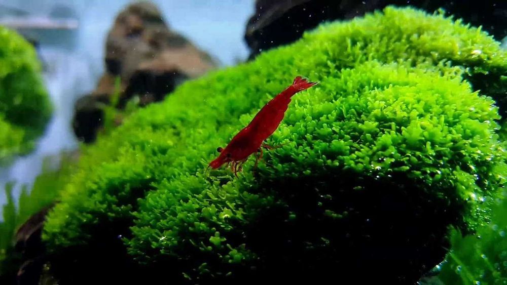 Moss Fissidens Fontanus sau Riccardia Chamedryfolia 8x8 cm