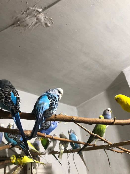 Взрослые рабочие чехи