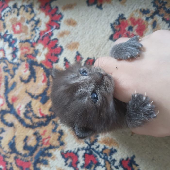 Пристраиваются котятки