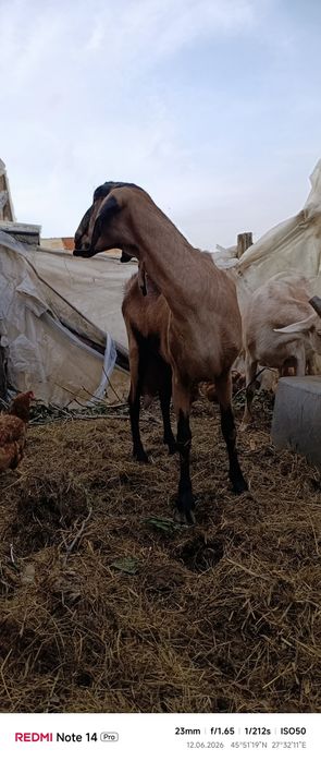Țap  și capră de vânzare anglonubian