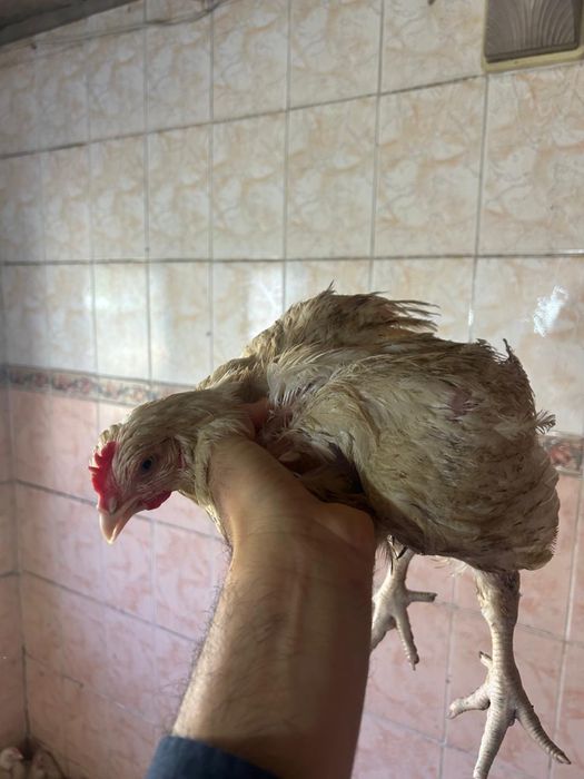 Продам цыплят домашние