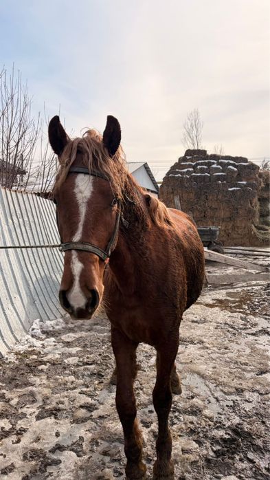 Продаётся 3-летний жеребец