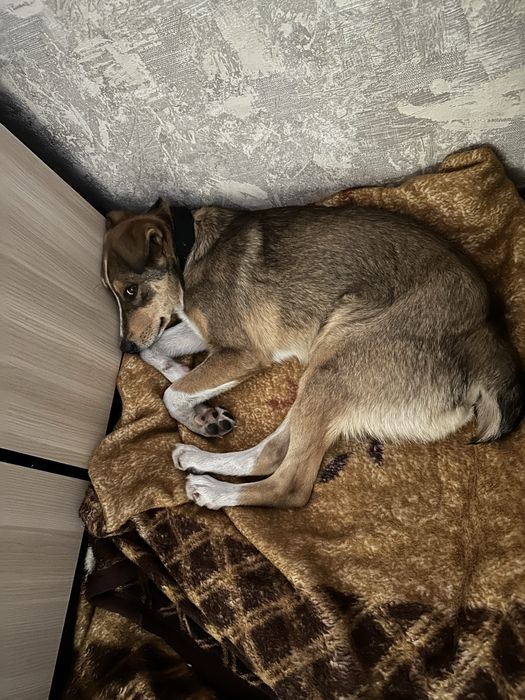 Отдадим собачку в хорошие руки