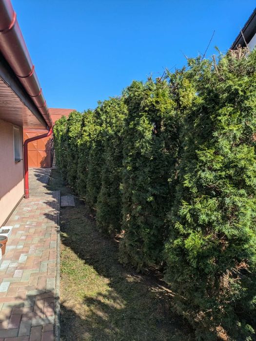 Curatam terene tudem pom