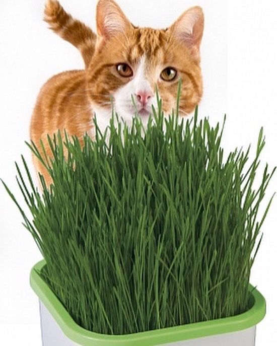 Проращиватель травки для кошек (гидропоника)