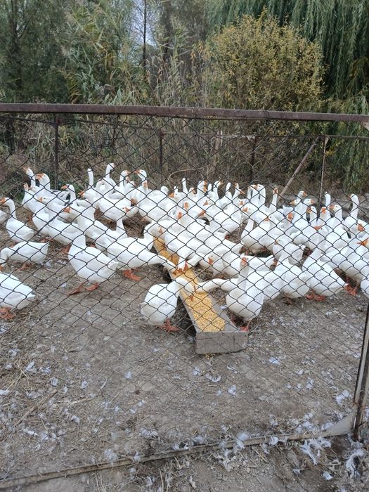 Гуси, продам гусей