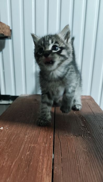 кошка сеаский парода мама