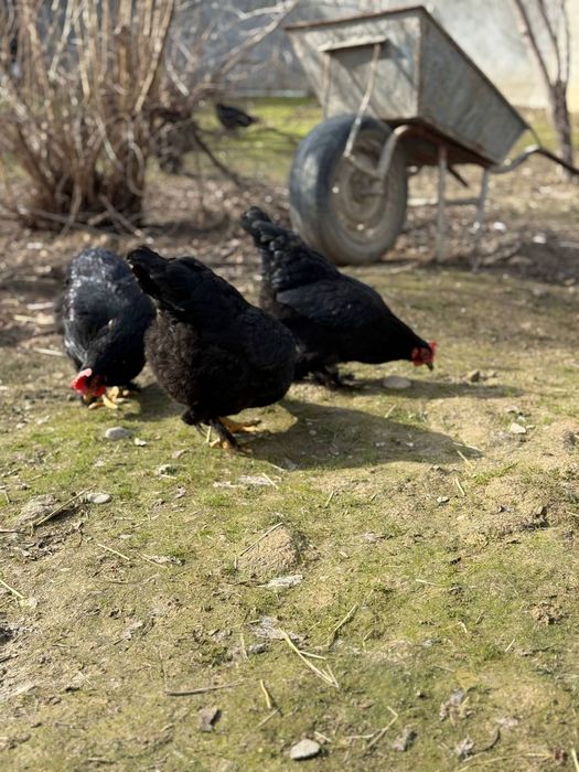 Jaydar tovuqlar sotiladi