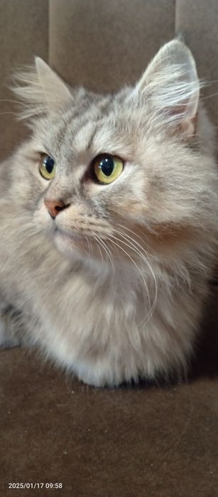 Полубританцы котята шикарные
