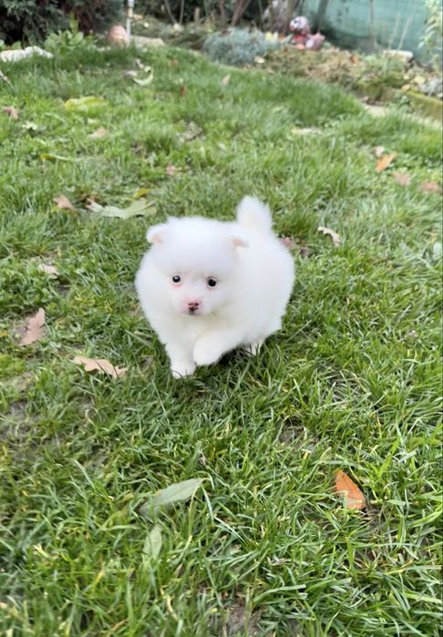 Померан мини момче. Померанче