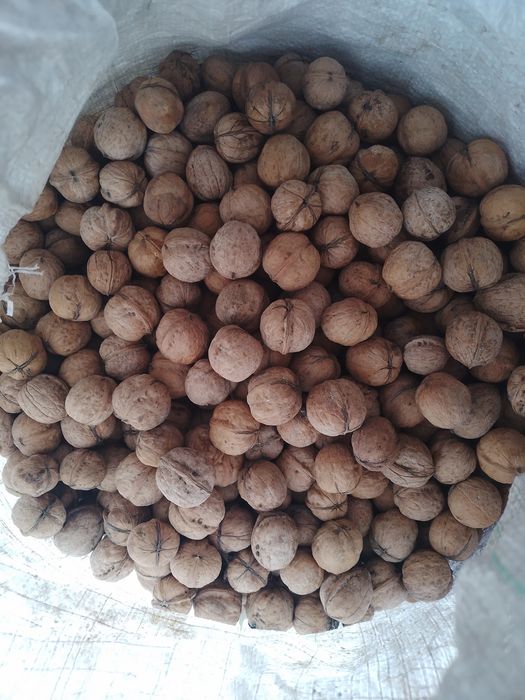 Жанғақ бағасы 600 тг