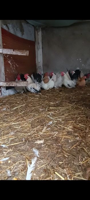 Cocoșei chabo de prăsilă