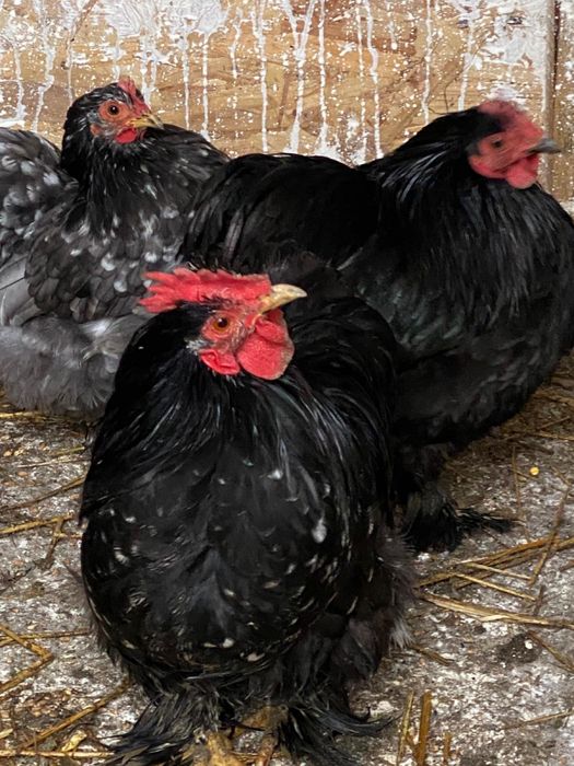 Cocosi cochinchina pitic