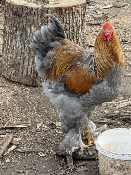 Cococi Brahma de TOP