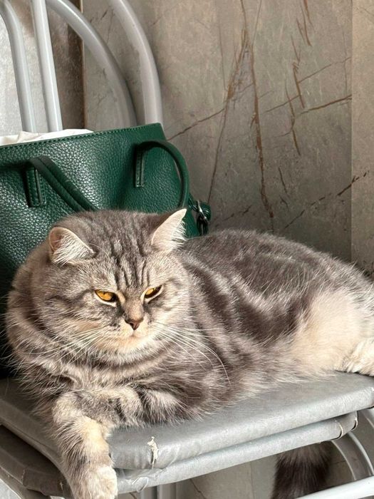 Ищем ответственных хозяев!