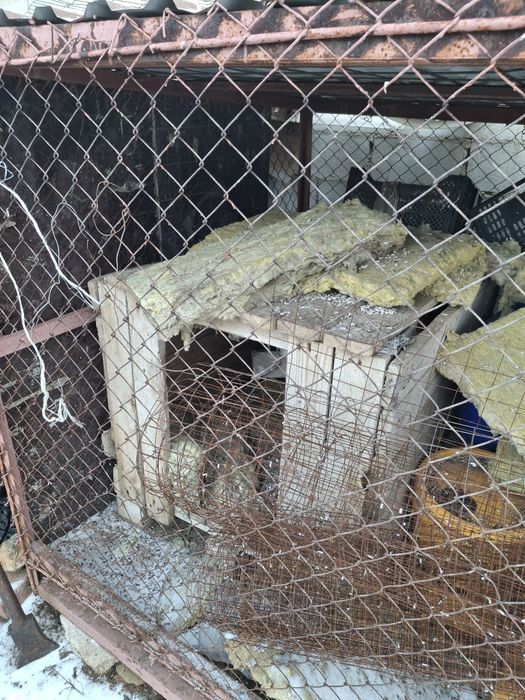 Вольер для собак