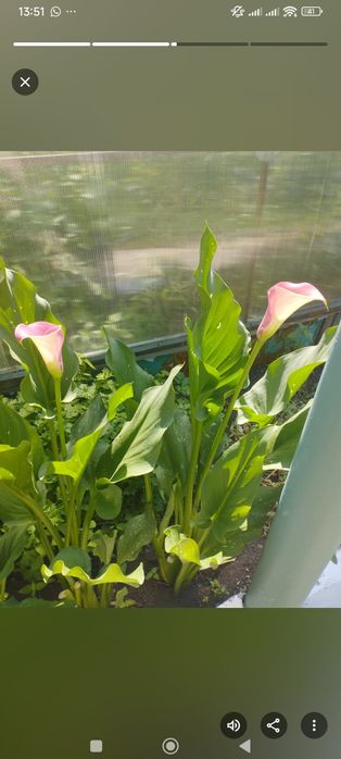 Продам каллы уличные