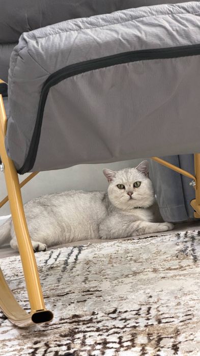 Серебристый британ шиншилла мальчик тоза парода