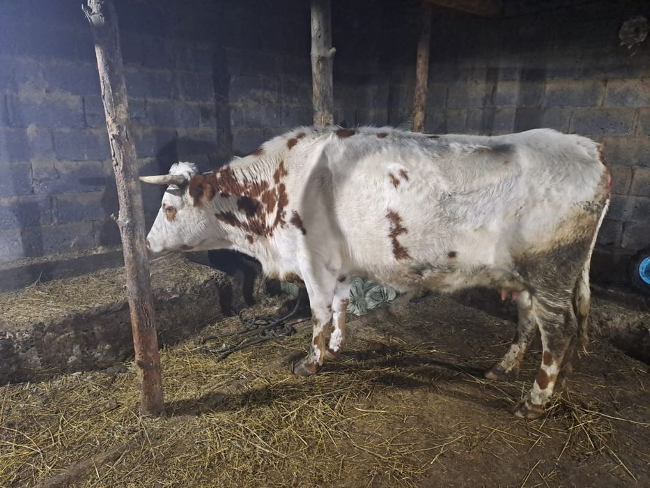 Дойная корова и Бык производитель