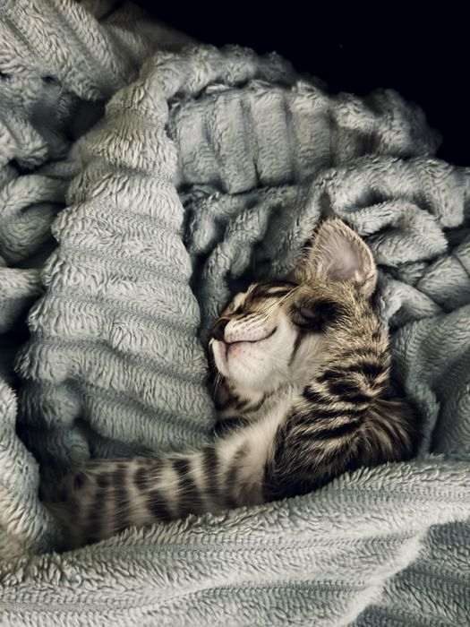 Продам котёнка бенгал