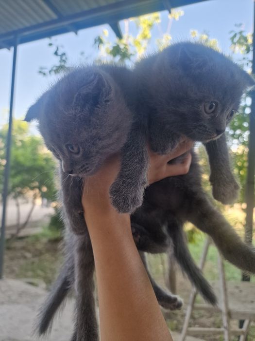 "Scottish fold" parodali mushukchalar