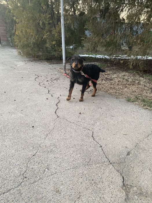 Ягтерьер рабочи .