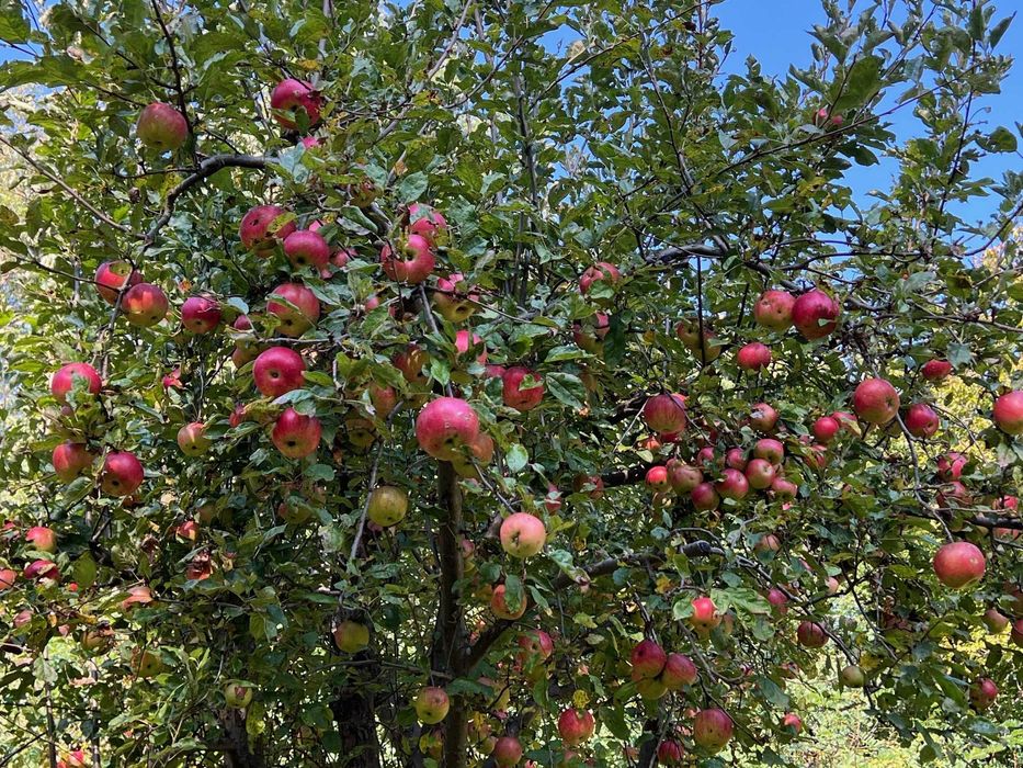 Vand teren Breaza, 10.000 mp