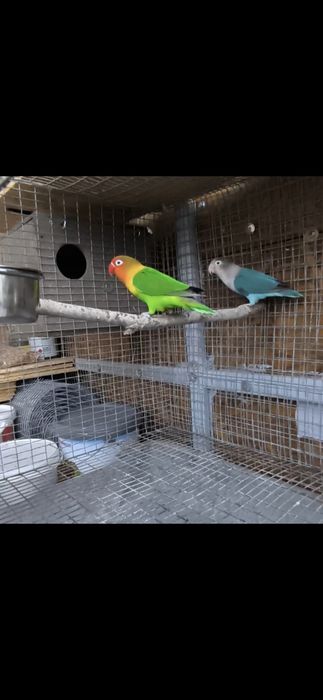 Agapornis adulți și tineret