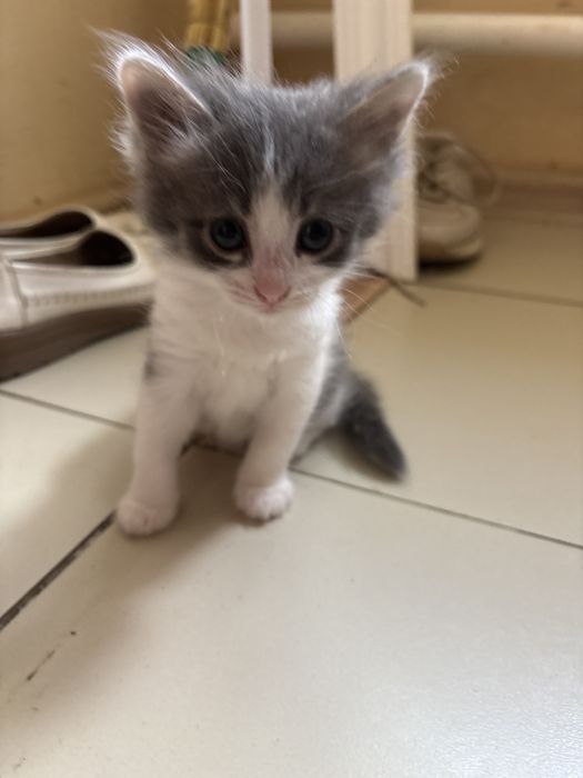 Отдам котят в добрые руки