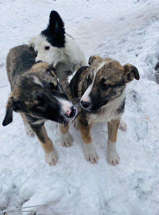 Ручные щенки для охраны