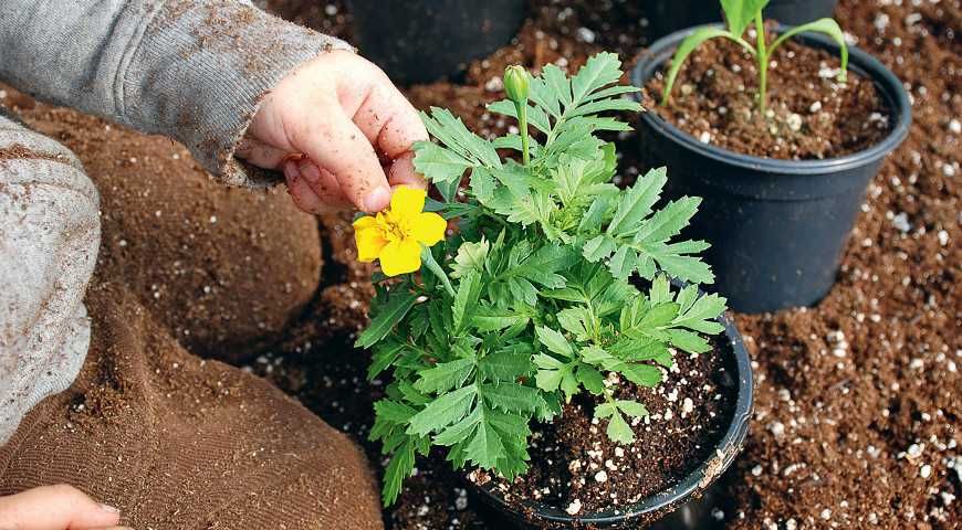 Тор -Почвена смес Компост Универсална за отглеждане на плодове